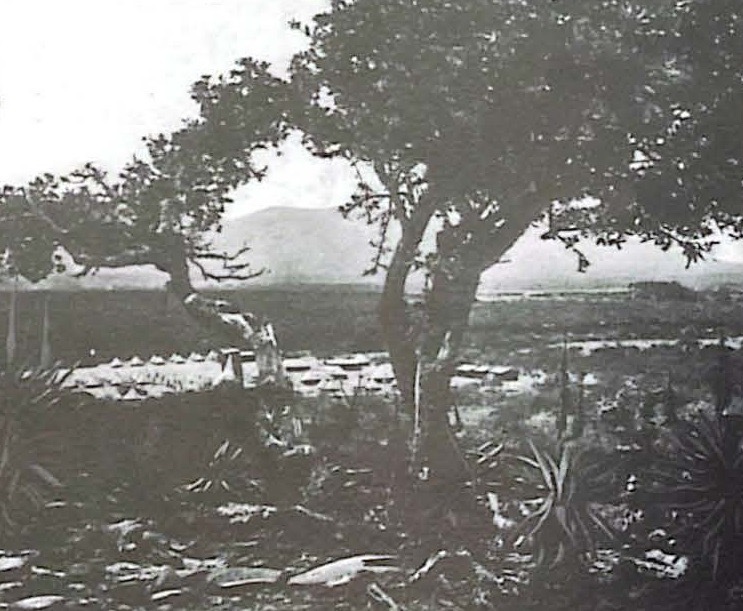 7-POW_Camp_Cookhouse_Prickly Pear Eradication.jpg