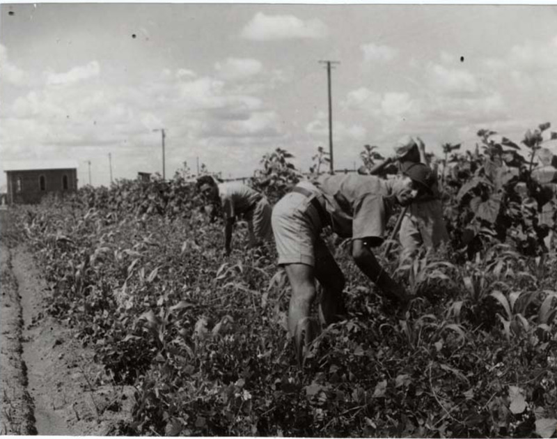 Zonderwater_5-18 December 1942- Zonderwater Camp. Italian prisones of war at work in the garden.png
